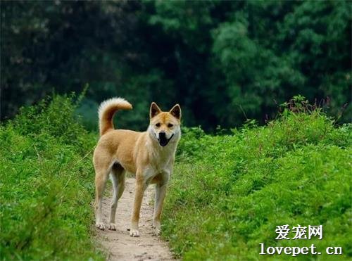 【盘点中国犬种】本土犬并不逊色，不止两种！