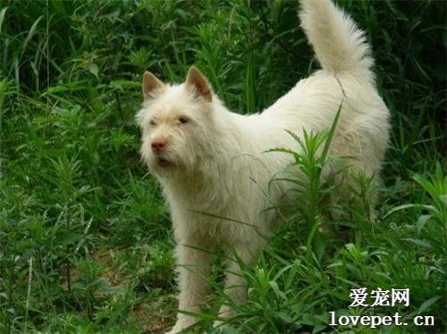 【盘点中国犬种】本土犬并不逊色，不止两种！