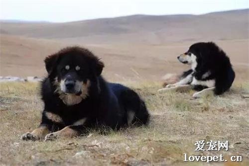 【盘点中国犬种】本土犬并不逊色，不止两种！