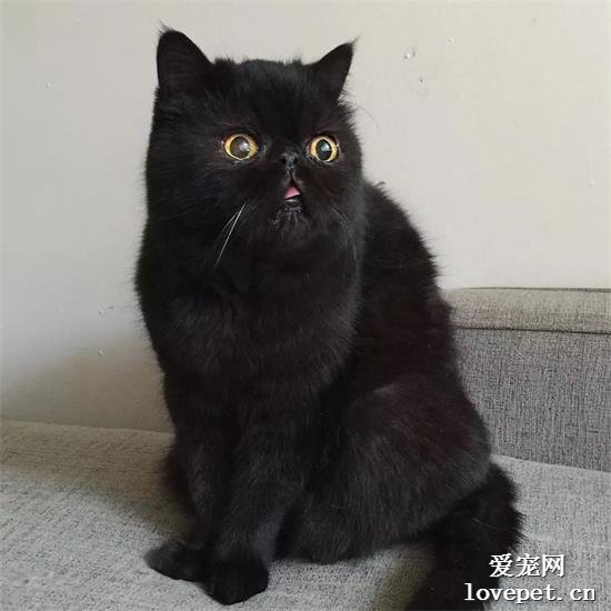 波斯猫美图,波斯猫萌照,波斯猫摄影,波斯猫图片