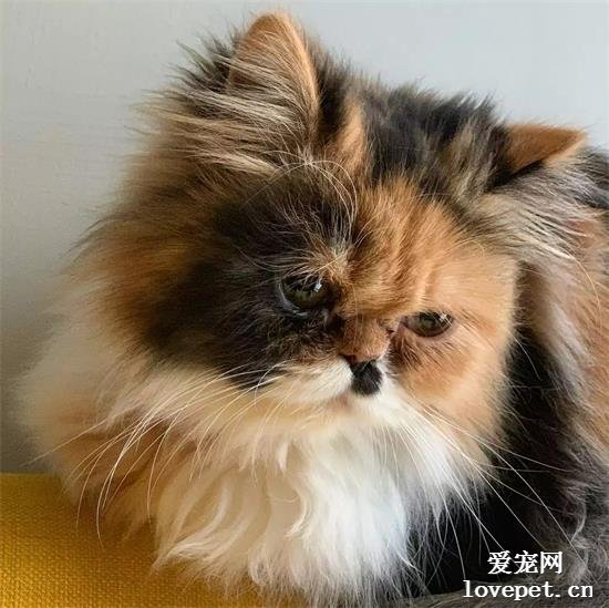 波斯猫美图,波斯猫萌照,波斯猫摄影,波斯猫图片