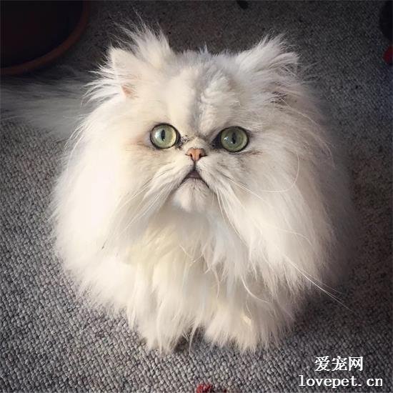 波斯猫美图,波斯猫萌照,波斯猫摄影,波斯猫图片