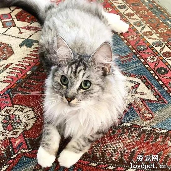 挪威森林猫美图,挪威森林猫萌照,挪威森林猫摄影,挪威森林猫图片