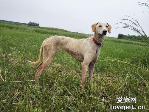 什么是山东细犬？山东细犬的特征是什么？