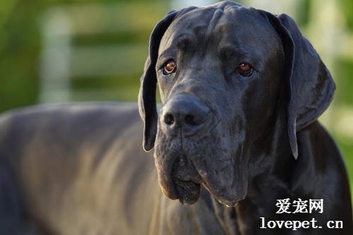 什么是大丹犬？大丹犬的样貌特征和生活习性