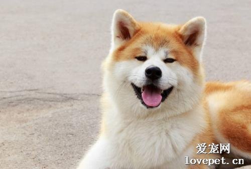 什么是秋田犬？秋田犬有什么样貌特征和生活习性呢？