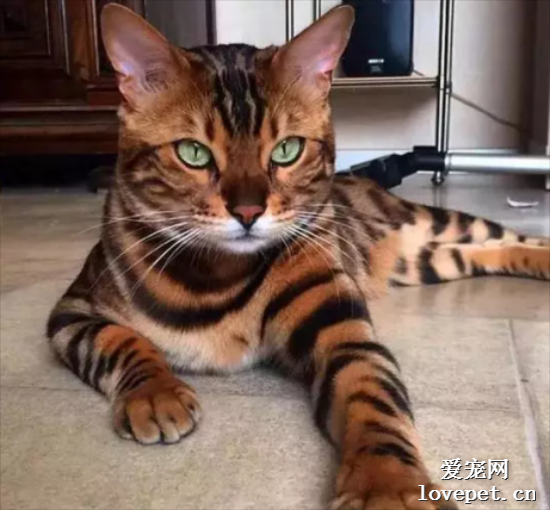 猫咪美图,猫咪萌照,猫咪摄影,猫咪图片