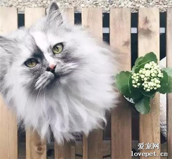 猫咪美图,猫咪萌照,猫咪摄影,猫咪图片