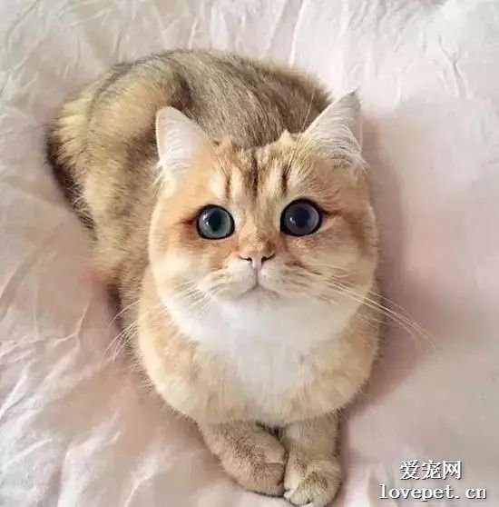 猫咪美图,猫咪萌照,猫咪摄影,猫咪图片