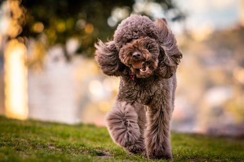 免费 在草地上的成人灰色玩具贵宾犬 素材图片