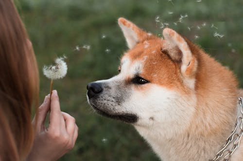 免费 主人吹蒲公英到平静蓬松的纯种狗的枪口 素材图片