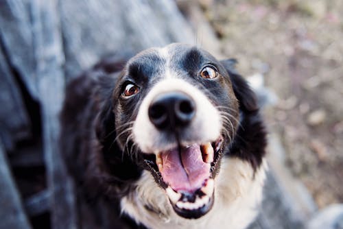 免费 成人黑白边境牧羊犬的浅焦点摄影 素材图片