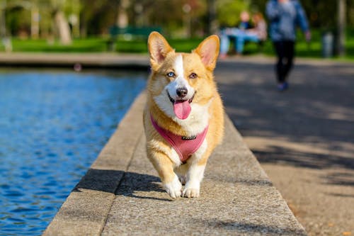 免费 在水体附近的成年棕色和白色彭布罗克威尔士科基犬 素材图片