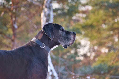 免费 側面圖, 動物, 哺乳動物 的 免费素材图片 素材图片