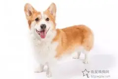 训练柯基犬要知道这几点【图】