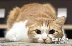 怎么杜绝猫在床上尿 看看是不是疾病问题！