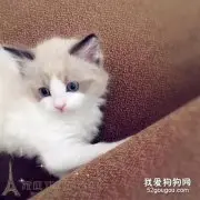 如何防止猫在床上拉屎 这三点很重要