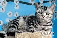 怎么杜绝猫在床上尿尿？