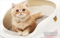 怎样训练猫用猫砂?应该遵循哪些原则?