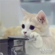 怎么让猫不翻垃圾桶 这四招主人可以学学