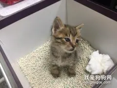 训练猫咪上厕所要注意什么