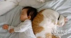 猫咪扰乱主人睡眠怎么办？