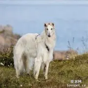 优雅高贵的长腿狗狗，却长了一对不听话的沙雕耳朵……