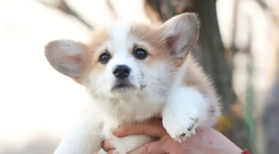 柯基幼犬在笼子一直叫怎么办？