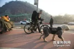 给狗狗办理工作犬证攻略