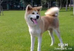 什么是秋田犬？秋田犬有什么样貌特征和生活习性呢？