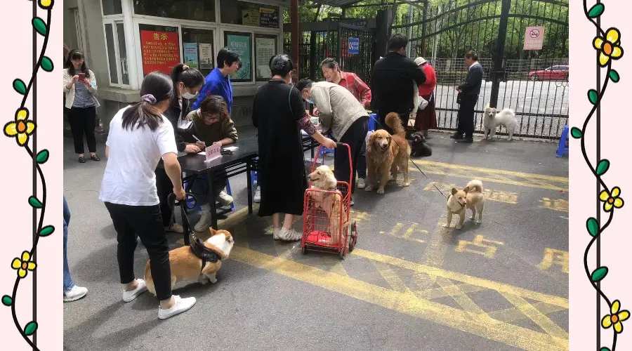 牵好“文明绳” 养犬不“掉链”