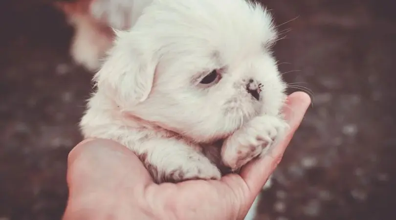 西施犬日常护理要点