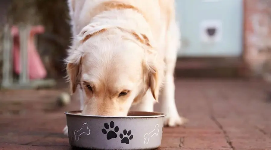 狗狗误食怎么办？这几招一定要学会！