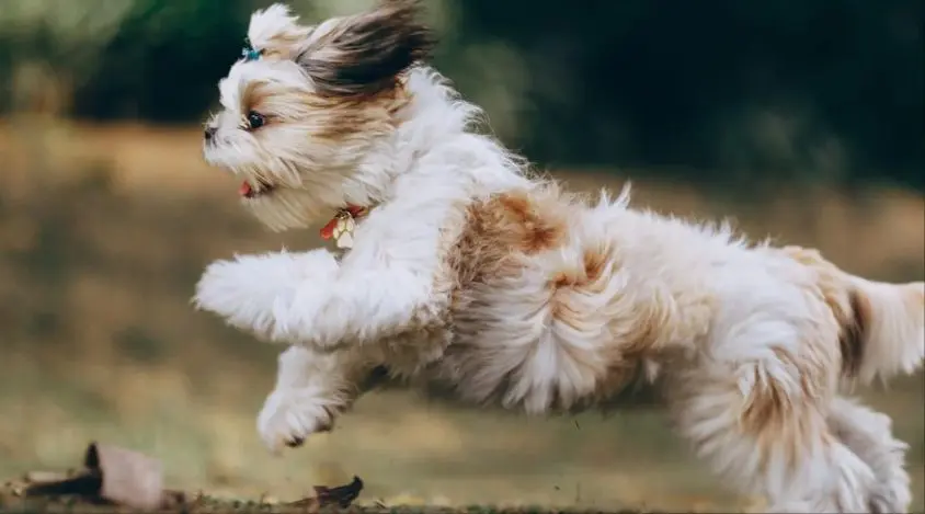 保持西施犬的健康预防疾病