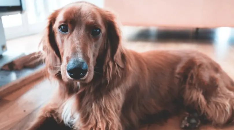 了解阿富汗猎犬的日常护理