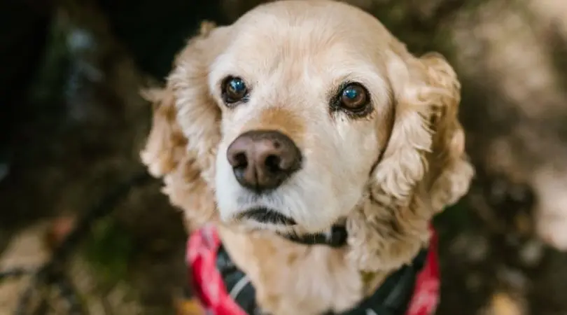 英国可卡犬的日常医疗保健