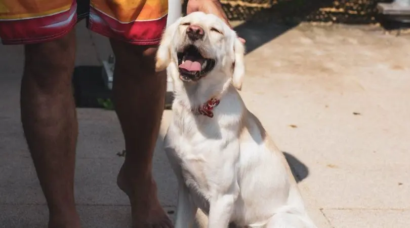 拉布拉多犬的品种特点