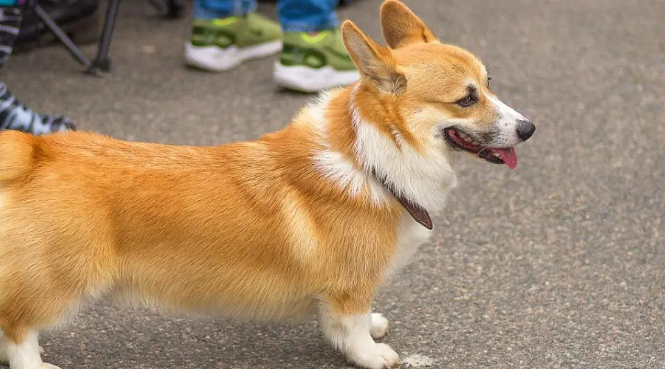 三个小窍门，手把手教你选择纯种柯基犬！