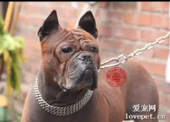 什么是重庆犬？重庆犬的体貌体征和生活习性是什么？