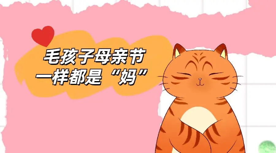 母亲节！猫妈妈也能有个美好的节日~