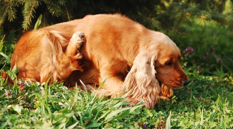 如何与英国可卡犬相处