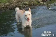 我国唯一的世界级猎犬品种，一直被嫌弃，如今濒临灭绝……