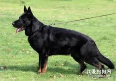 东德牧羊犬的历史和发展