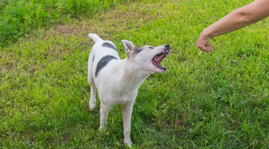 狗扑人、狗咬猫、猴咬人……北京法院通报多个宠物纠纷案例