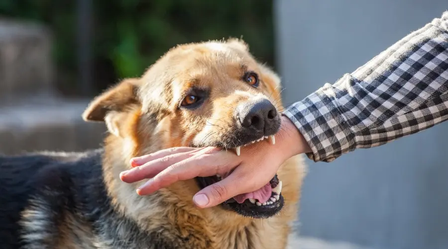 犬伤进入多发期，最高一天接诊上百人次！