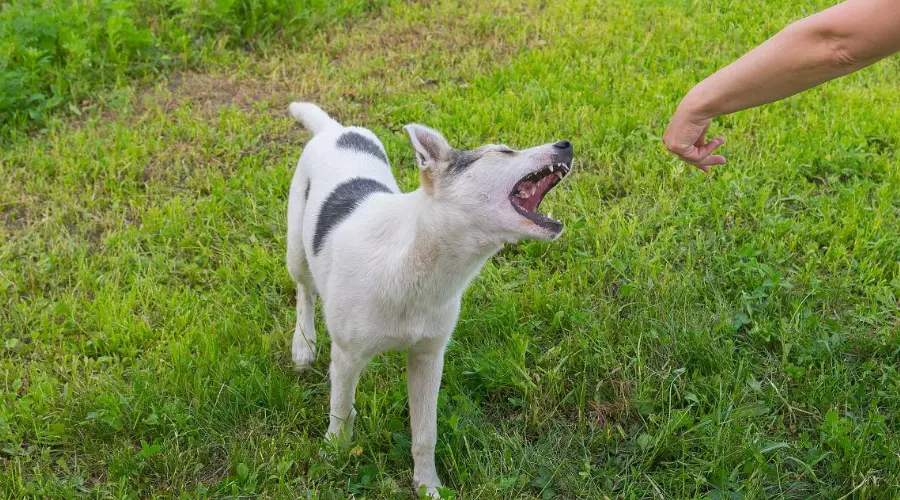 被犬只惊吓摔倒受伤，“无接触式”伤害谁来担责？