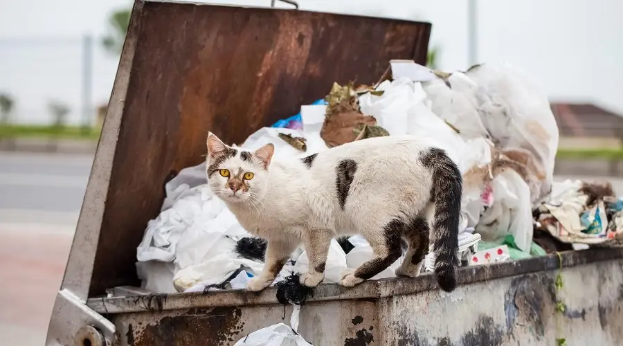 小区流浪猫怎么管？上海杨浦区这个社区这样做