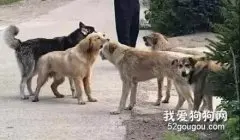 二哈和金毛跟一群田园犬吵起来了，而二哈果然