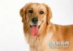 金毛犬一组萌图