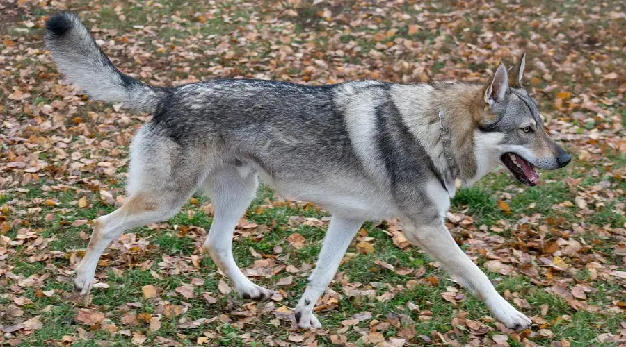 盘点世界五大最佳狩猎犬，第一名竟是它?